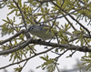 Blue gray Gnatcatcher 6401